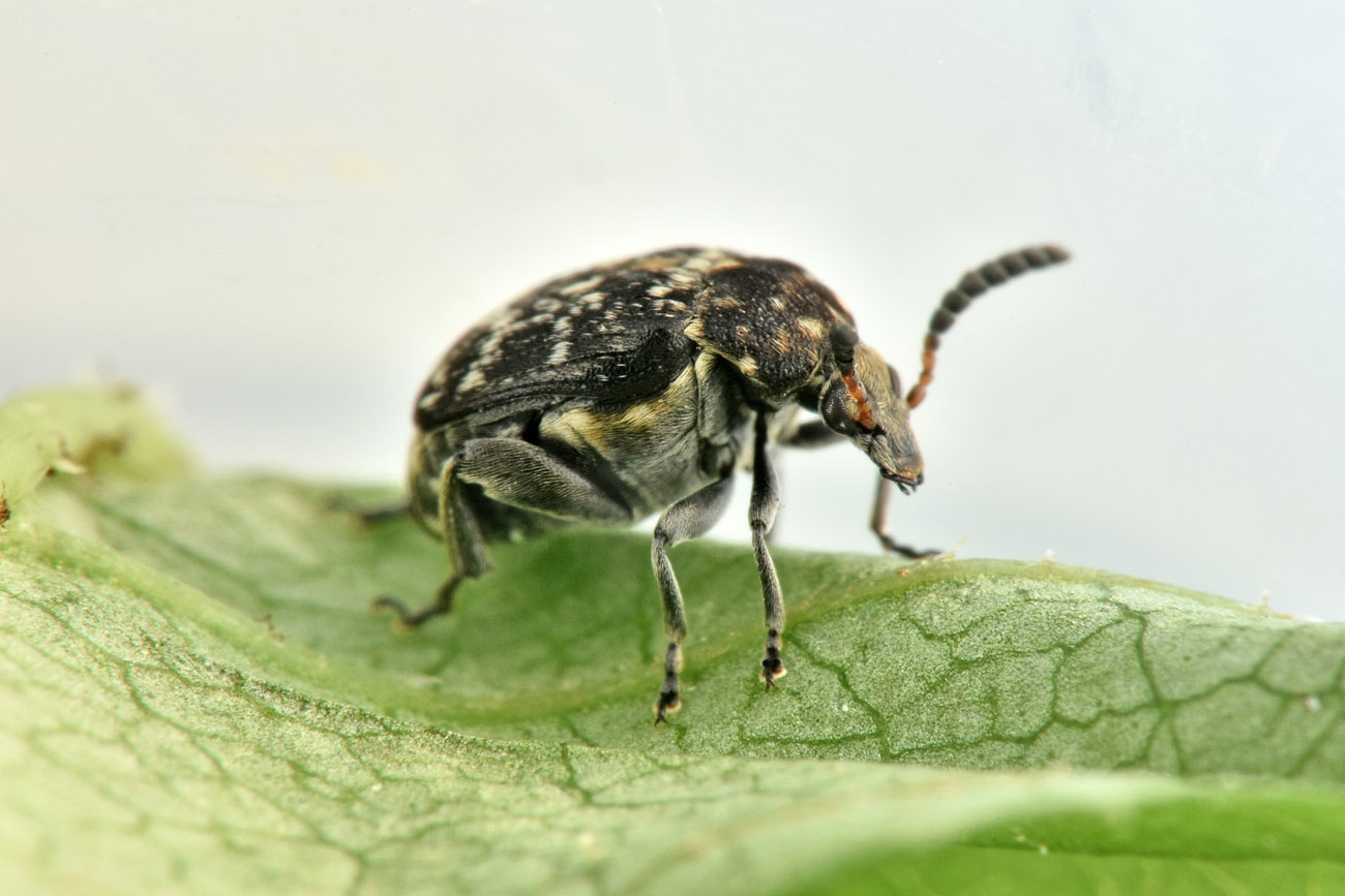 Chrysomelidae Bruchinae: femmina di Bruchus viciae